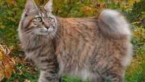 Kuril bobtail: foto, popis plemene, péče, krmení, důstojnost